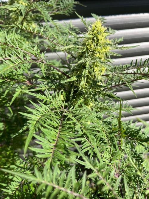 Mentha de Croco Fern-Type - TerpyZ. Week 27