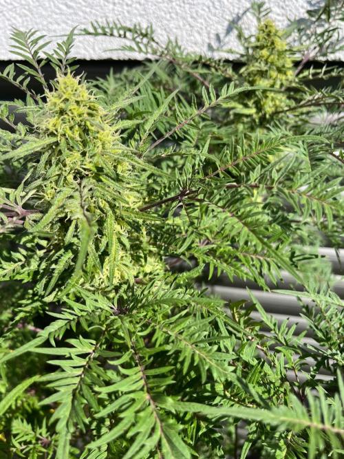 Mentha de Croco Fern-Type - TerpyZ. Week 27