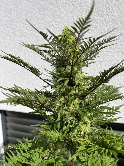Mentha de Croco Fern-Type - TerpyZ. Week 27