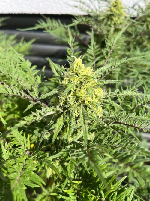 Mentha de Croco Fern-Type - TerpyZ. Week 27