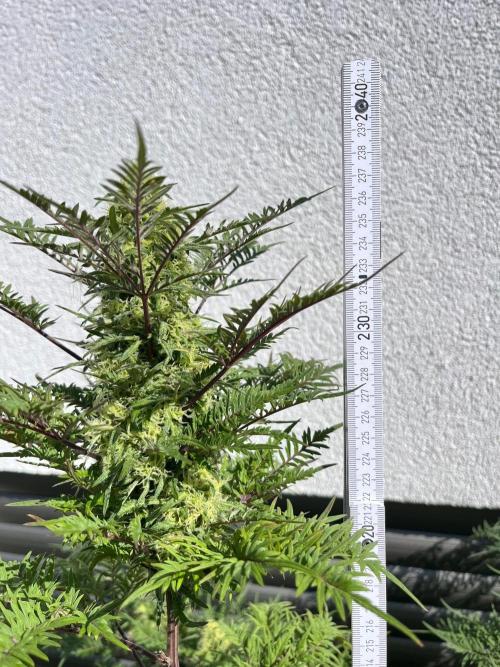 Mentha de Croco Fern-Type - TerpyZ. Week 27