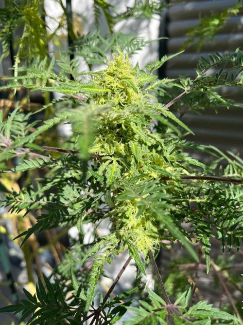 Mentha de Croco Fern-Type - TerpyZ. Week 27