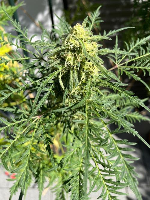 Mentha de Croco Fern-Type - TerpyZ. Week 27