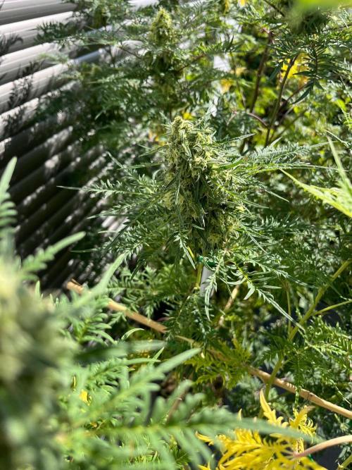 Mentha de Croco Fern-Type - TerpyZ. Week 27