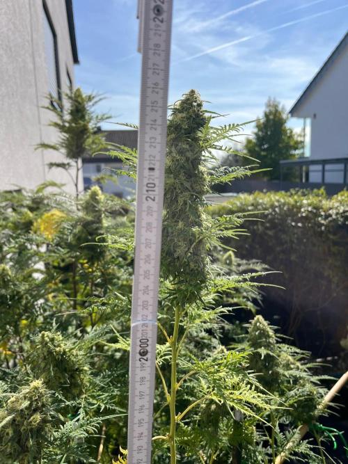 Mentha de Croco© Fern. Week 27