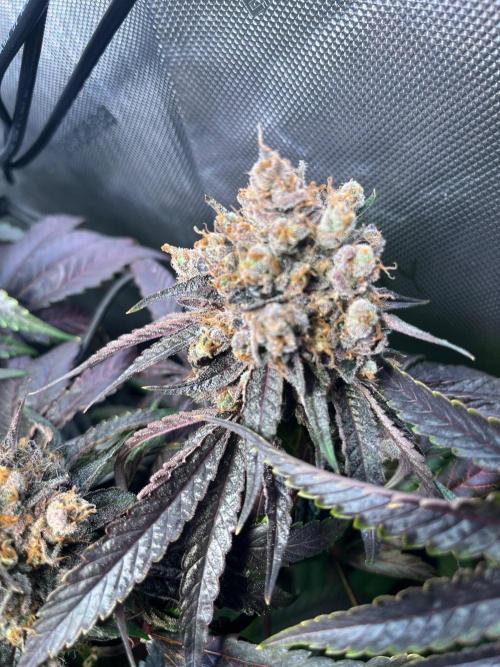 Cherry limeade Doja in living soil. Week 16