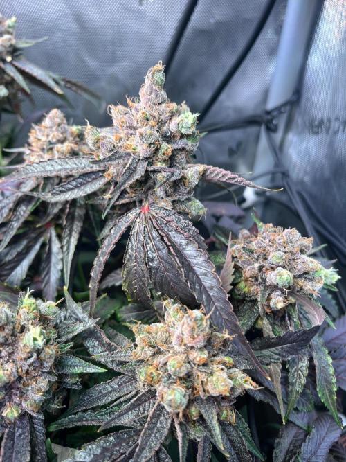 Cherry limeade Doja in living soil. Week 16