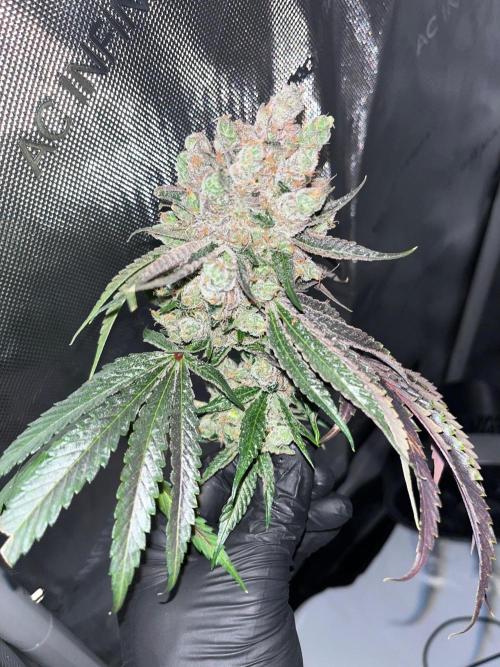 Cherry limeade Doja in living soil. Week 17
