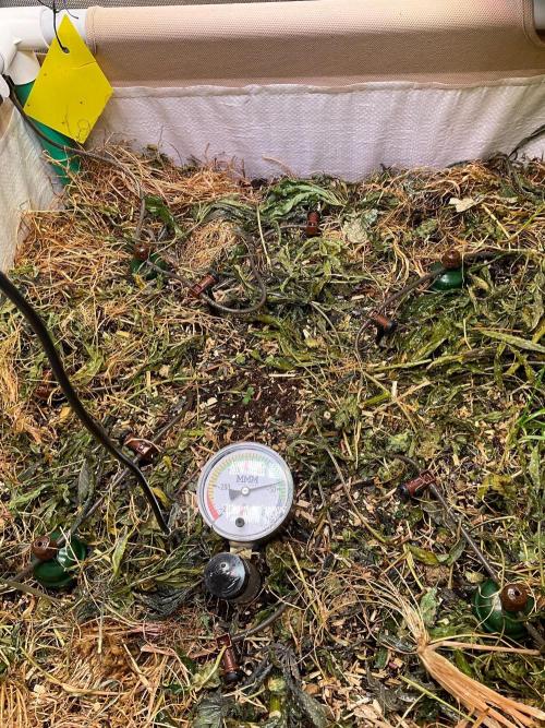 Blueberry Lobster Cipher in Living Soil. Week 0