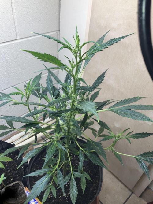 Growerrrrr