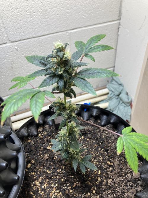 Growerrrrr