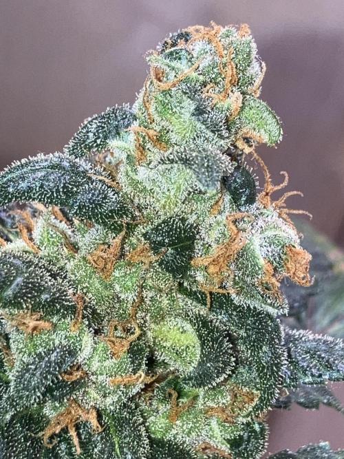 Growerrrrr