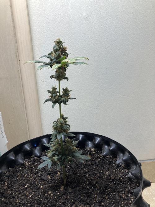 Growerrrrr