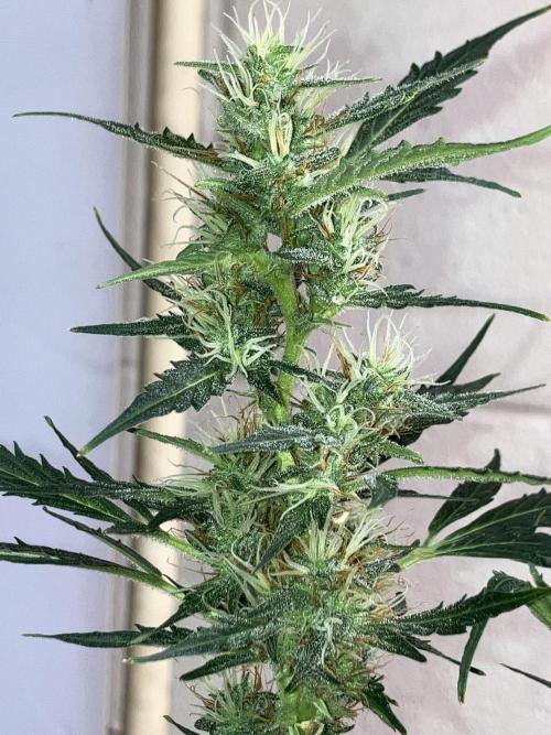Growerrrrr
