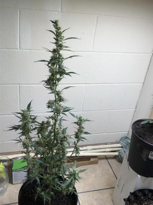 Growerrrrr