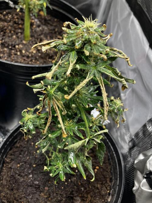 Growerrrrr