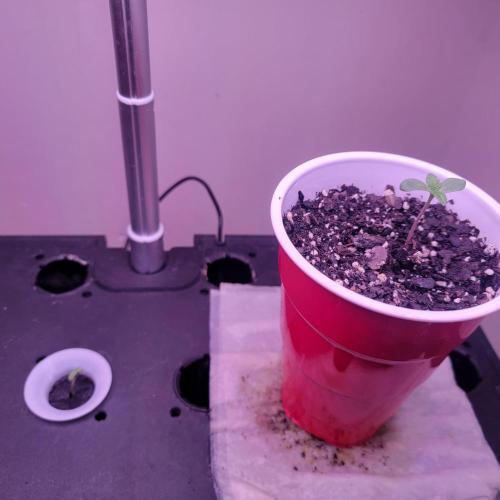 Jokerz x white afghani. Week 0 - First week after spout 