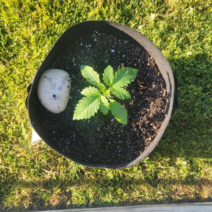 Jokerz x white afghani. Week 1 - Week 2/3 after transplant in 5 gallon pot  