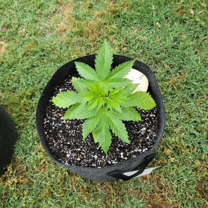 Jokerz x white afghani. Week 3 - Week 3
