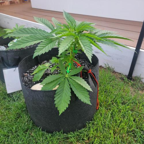 Jokerz x white afghani. Week 4 - Week 4