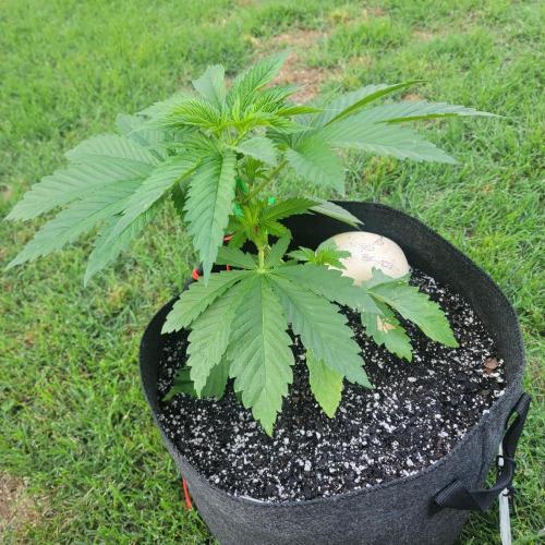 Jokerz x white afghani. Week 4 - Week 4
