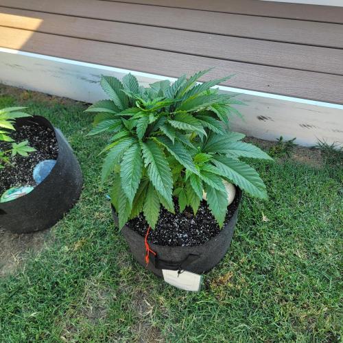 Jokerz x white afghani. Week 5 - Week 5