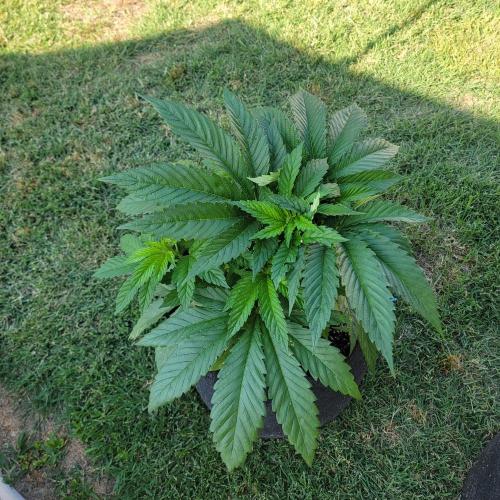 Jokerz x white afghani. Week 5 - Week 5