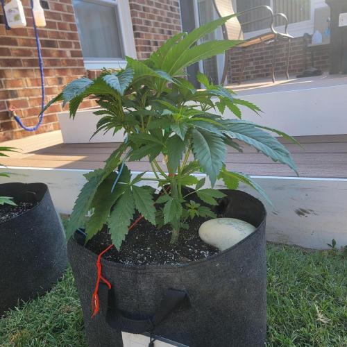 Jokerz x white afghani. Week 5 - Week 5