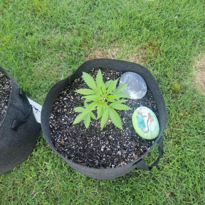 Gorilla haze. Week 3