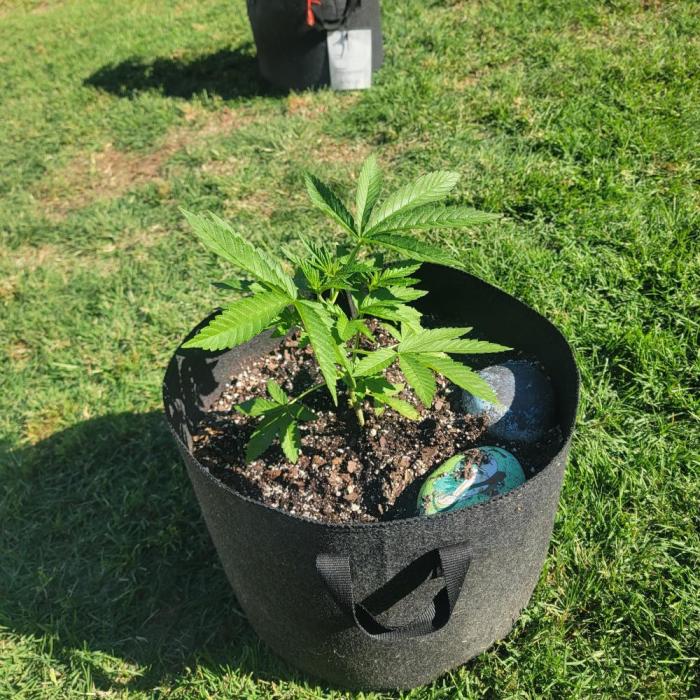 Gorilla haze. Week 4