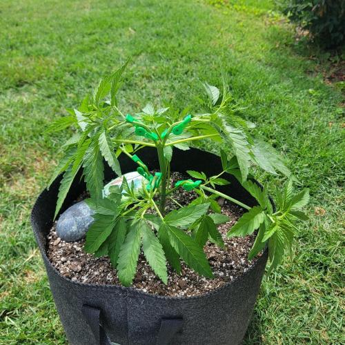 Gorilla haze. Week 5 - Week 5