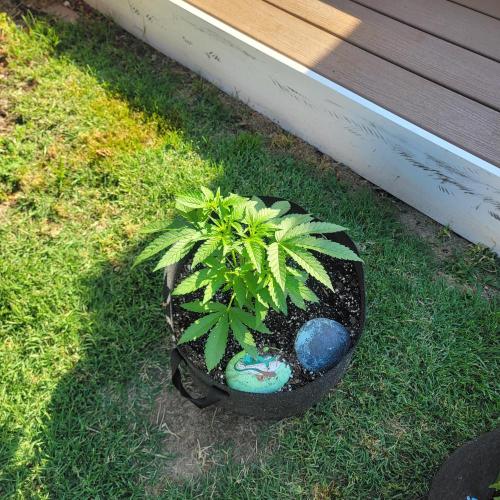 Gorilla haze. Week 5 - Week 5