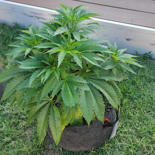 Jokerz x white afghani. Week 6 - Week 6