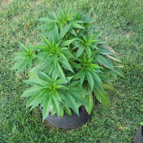 Jokerz x white afghani. Week 6 - Week 6