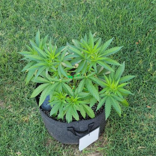 Gorilla haze. Week 6 - Week 6