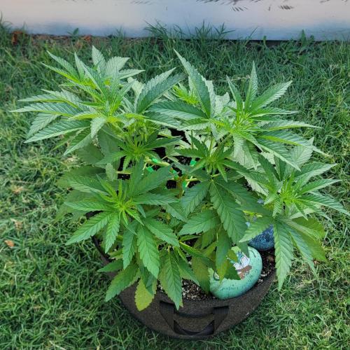 Gorilla haze. Week 6 - Week 6