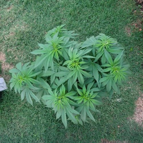 Jokerz x white afghani. Week 7 - Upper 