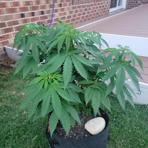 Jokerz x white afghani. Week 7 - Lower