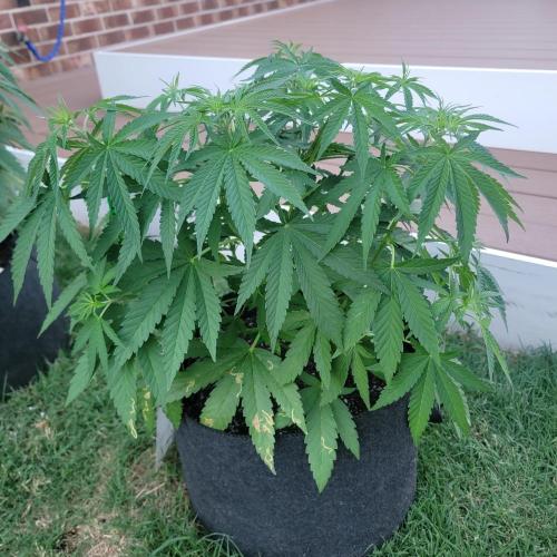 Gorilla haze. Week 7 - Lower