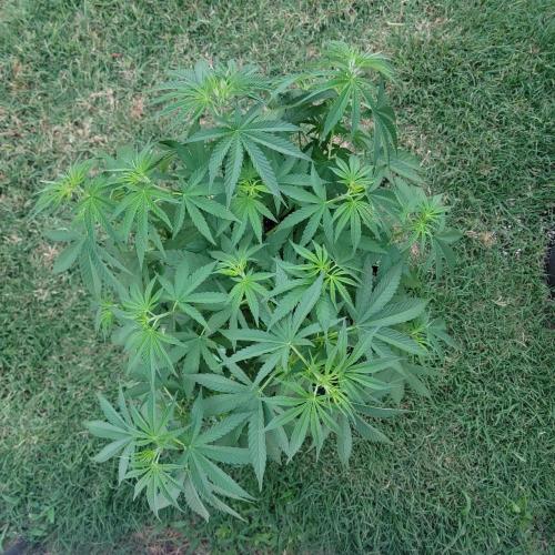 Gorilla haze. Week 7 - Upper