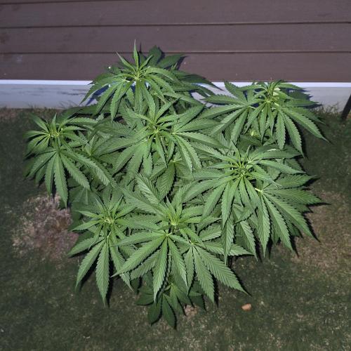 Jokerz x white afghani. Week 8 - Pic 1