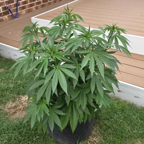 Jokerz x white afghani. Week 8 - Pic 2
