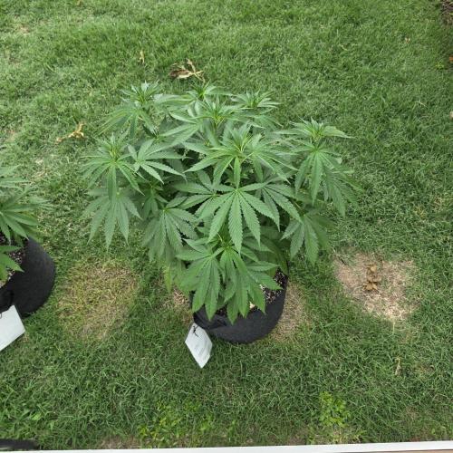 Jokerz x white afghani. Week 8 - Pic 3