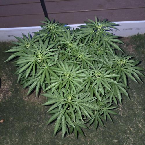 Gorilla haze. Week 8 - Pic 1 