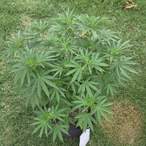 Gorilla haze. Week 8 - Pic 2