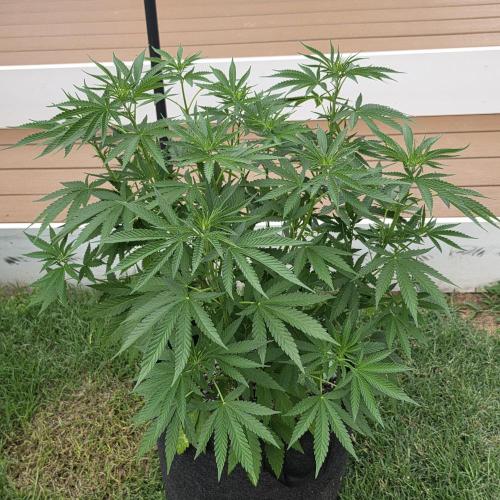 Gorilla haze. Week 8 - Pic 3