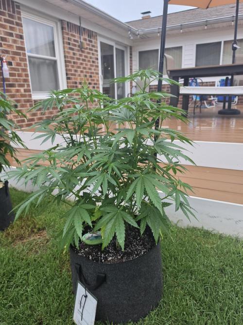 Gorilla haze. Week 8 - 4