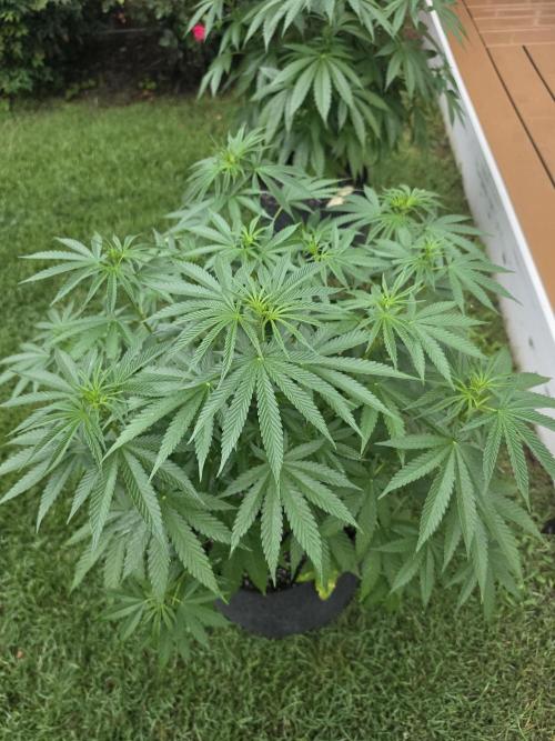 Gorilla haze. Week 8 - 5