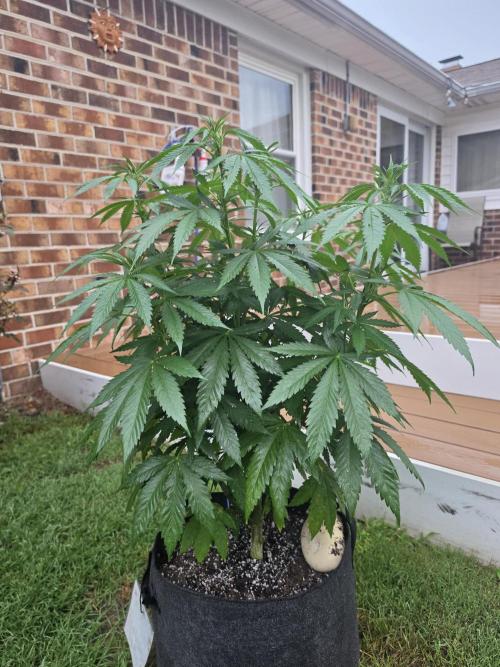 Jokerz x white afghani. Week 8 - 4