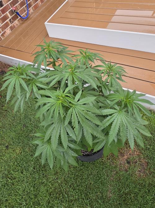 Jokerz x white afghani. Week 8 - 5